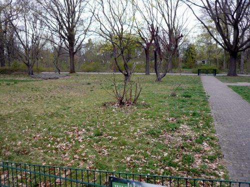 Ein Gemeinschaftsgarten entsteht