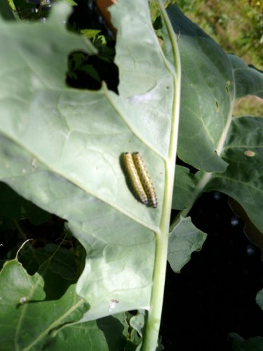 P1070451